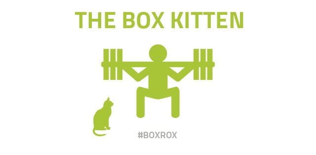 box-kitten