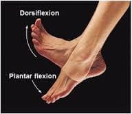 A Beginner's Guide to Plantarflexion and Dorsiflexion