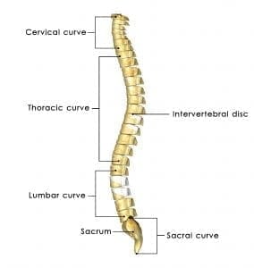 The Spine