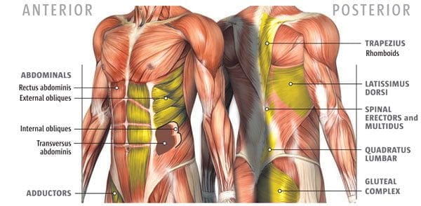 medical diagram of core strength muscles