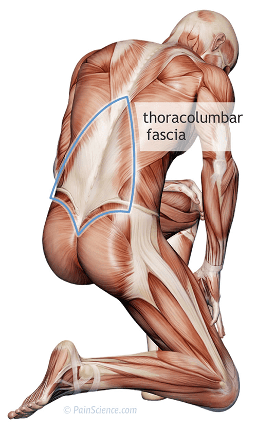 anatomical diagram human fascial system