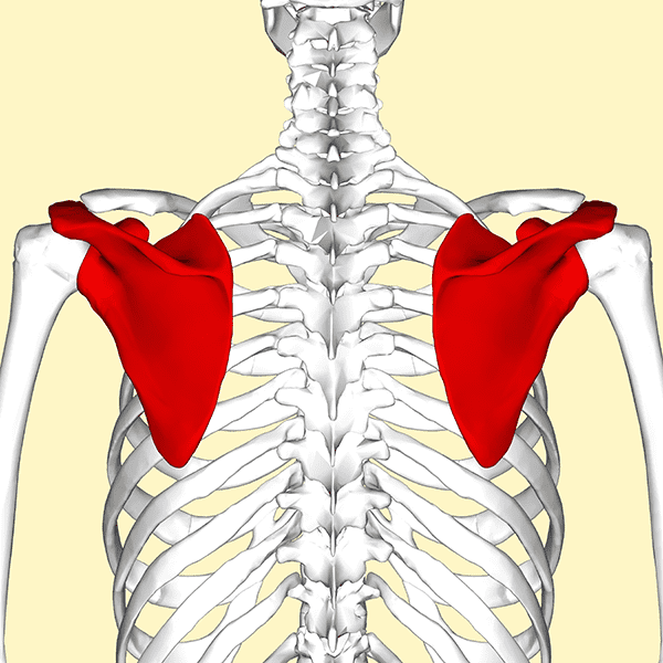 scapular health diagram of the skeleton