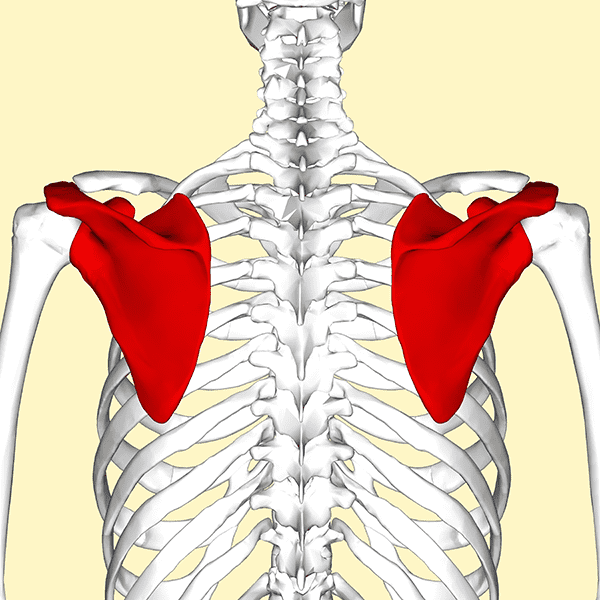 Spine of Scapula  Complete Anatomy