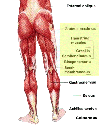 Back and Hamstring Workout for a Strong Posterior Chain and