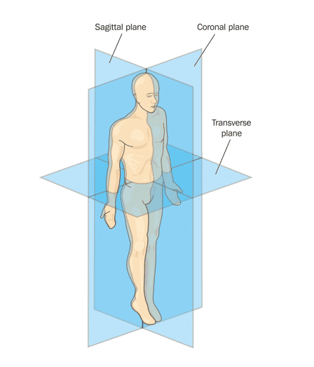 Planes Of Motion Explained Ace Blog