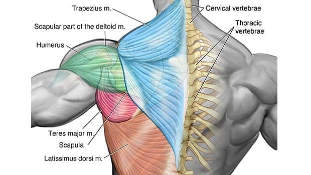 Upper-Back-Muscles back exercises build muscle