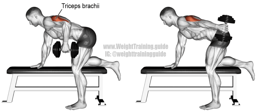 Weight lifting best sale for triceps