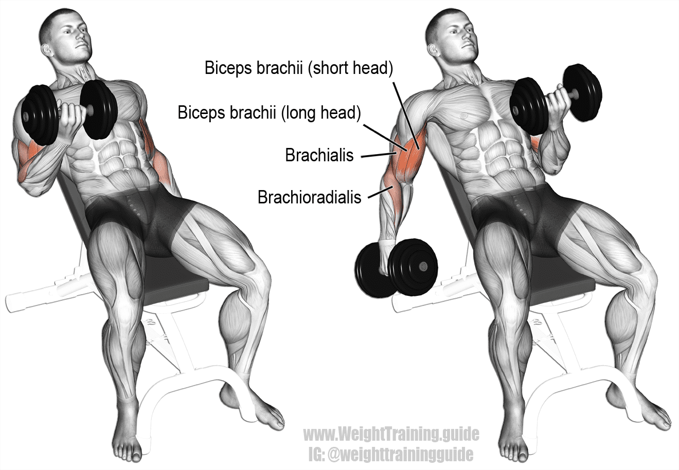 https://image.boxrox.com/2019/06/Incline-Dumbbell-Curl.png