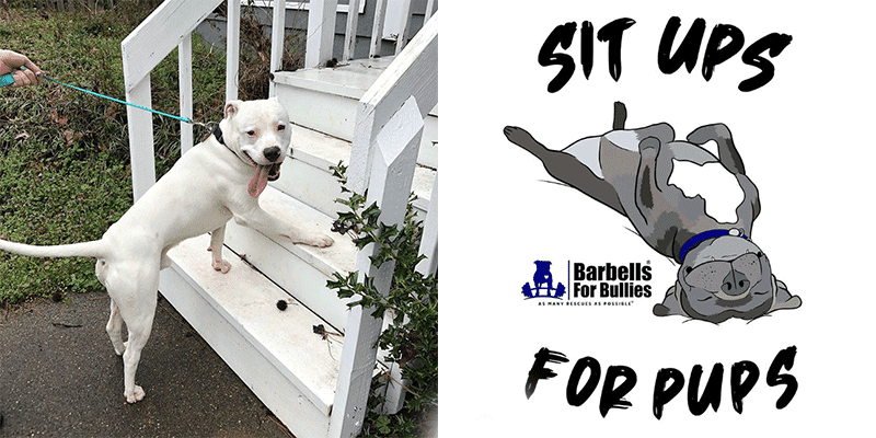 “Sit Ups For Pups” - A free Challenge to Raise Awareness for Shelter