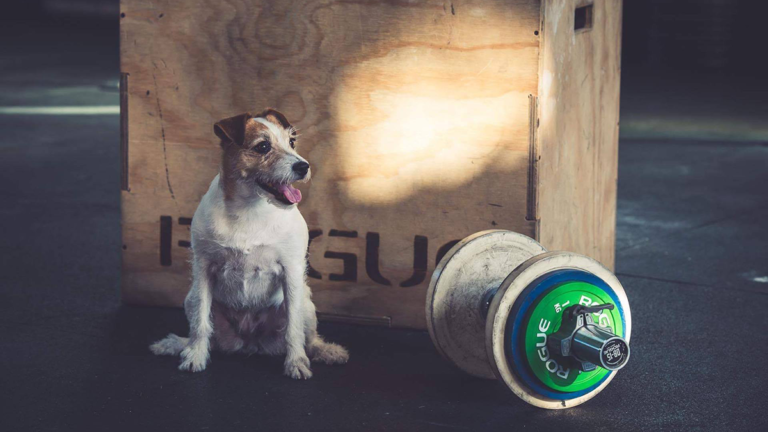 5 Basic Home Gym Equipment You Should Purchase