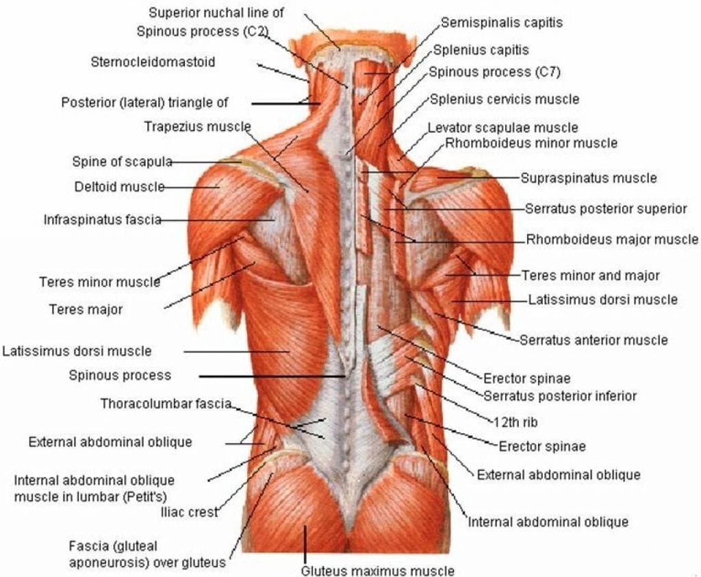 8 Emom Back Workouts To Forge Strength Muscle And Skill For Crossfit Athletes Boxrox