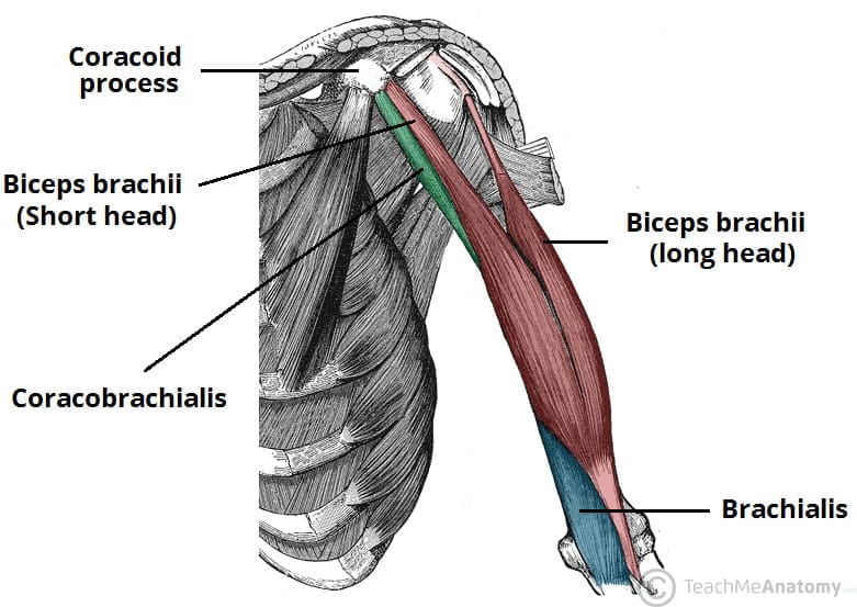 Arm Workout for Biceps and Triceps