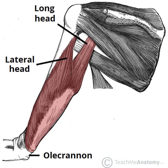 4 Science Based Tips to Get Bigger Arms Fast