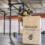 Canine dog military