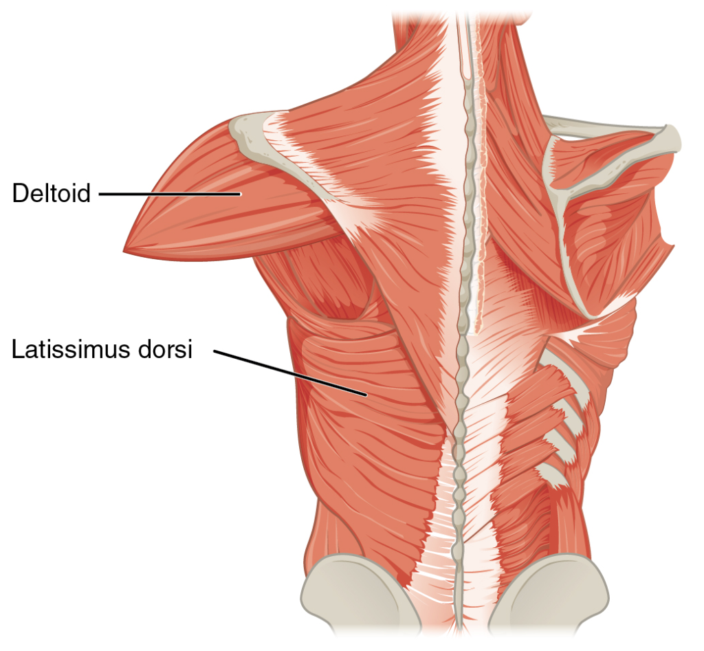 Lats Muscle: Building A Powerful Foundation for Upper-Body