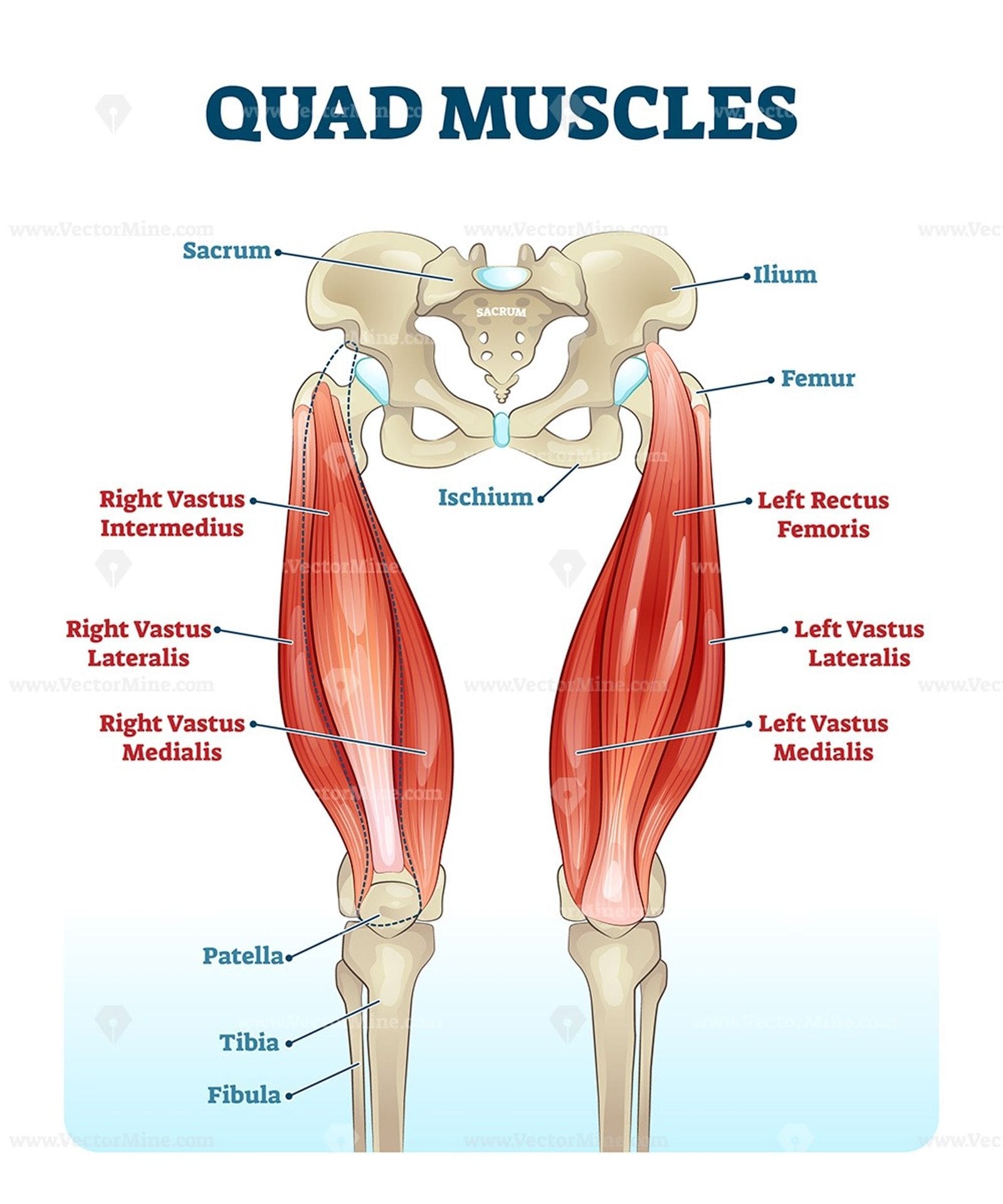 Khaira Ummah - Dumbbell squat is an efficient exercise to build functional  fitness and helps stabilize the body as well. Target muscles; > Quadriceps  > Gluteus > Hamstrings > Calves Common Mistakes; >