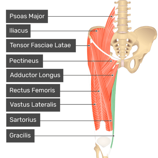 Gracilis muscle