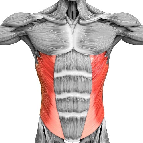 Everything you Need to Know about The Oblique Muscle Groups | BOXROX