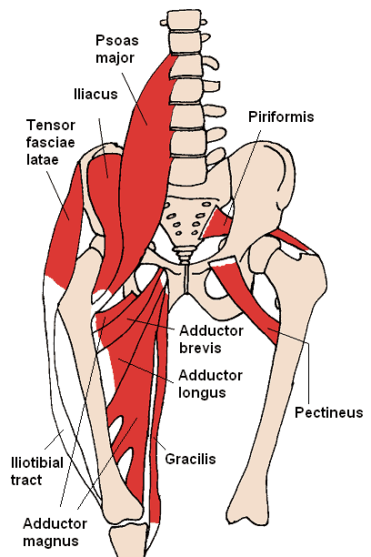 anatomy of the hip