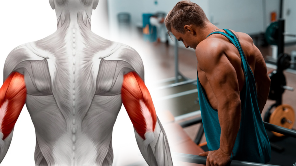How to Get Wider Triceps