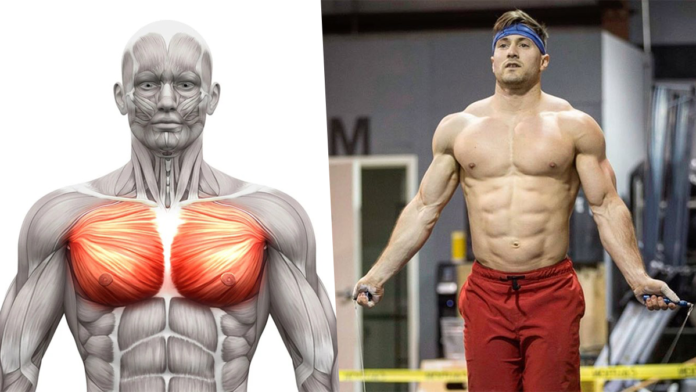 How to Build a Strong, Muscular and Good Looking Chest with the