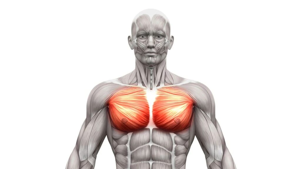 Chest muscles Full Chest and Triceps Workout