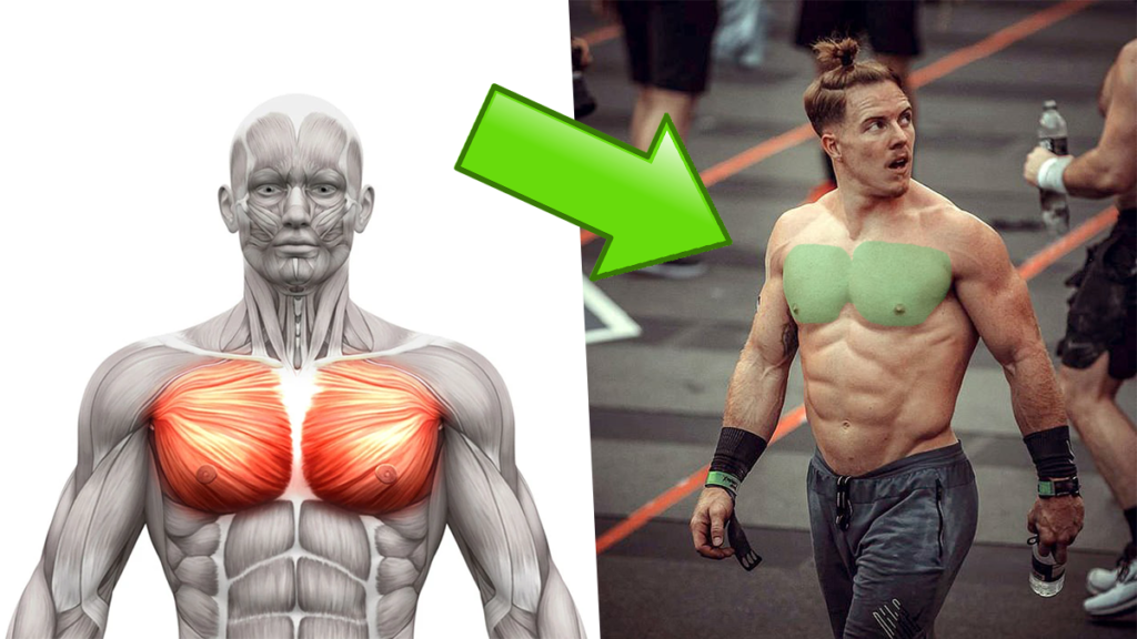 chest workouts with male athlete Grow Impressive Chest Muscle