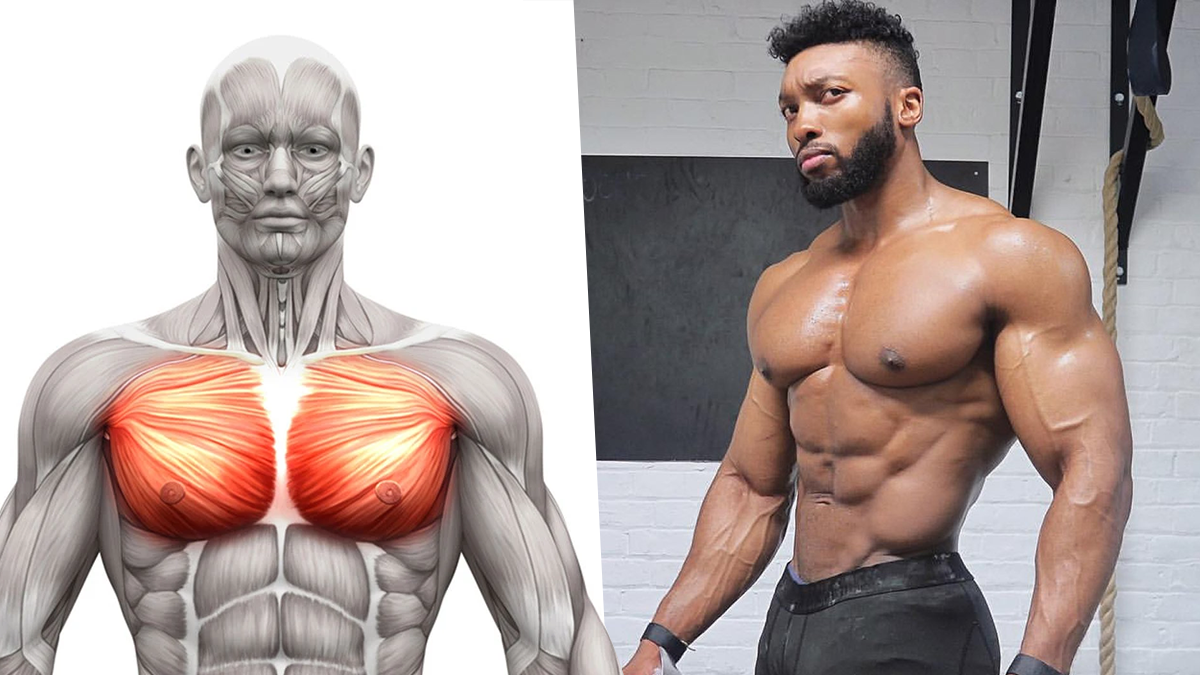 Upper-Body-Chest-Muscles How to Get that Shredded Look Fast