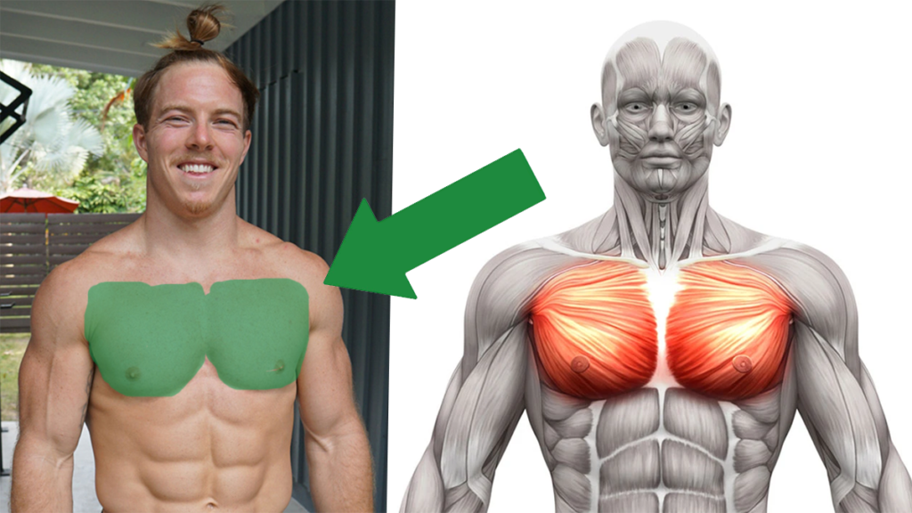 better chest muscles How to Build a Perfect Chest with Only Dumbbells
