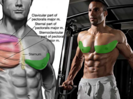 Best Science-Based Upper Body Workout (Chest, Back, Arms and