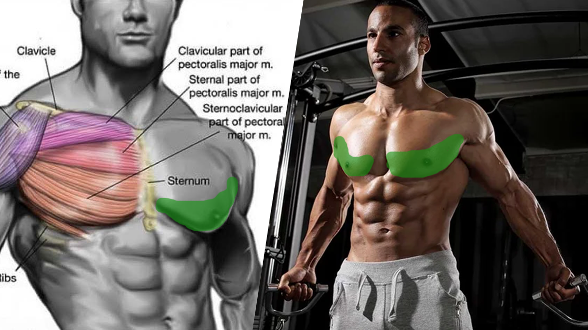 The Best Lower Chest Solution to Get Defined Pecs | BOXROX