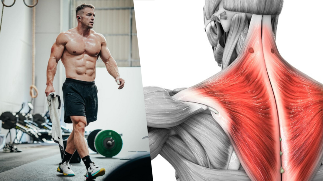 Trap Muscle Development 3 Quick Ways to Build Bigger and Stronger Trap Muscles | BOXROX