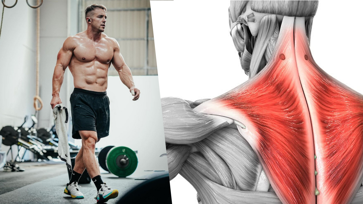 trapezius exercises for men