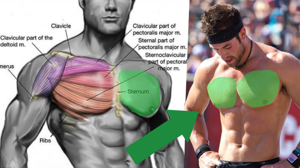 Chest-Muscles-and-Hypertrophy Meilleure façon de faire des pompes pour une poitrine plus grosse