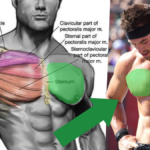 Chest-Muscles-and-Hypertrophy Best Way to do Pushups for a Bigger Chest