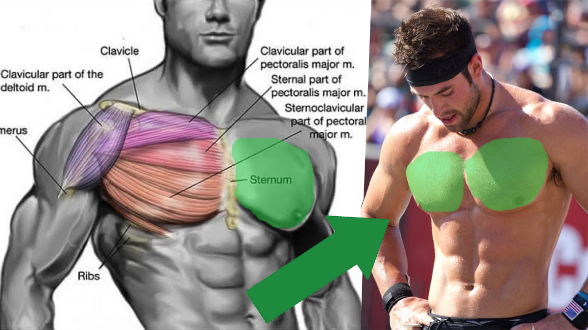 Anatomy of Growth: How to Train Your Chest Muscles