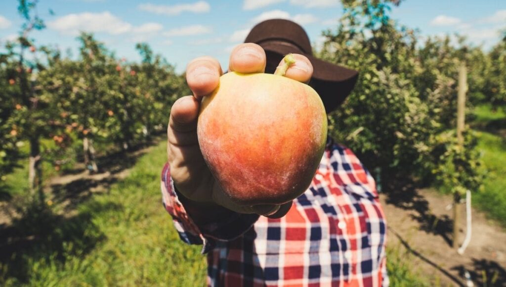 can fruit make you fat