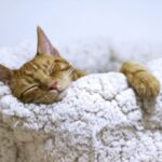 Sleep quality