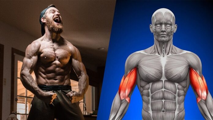 Anatomy of Growth: How to Train Your Arm Muscles