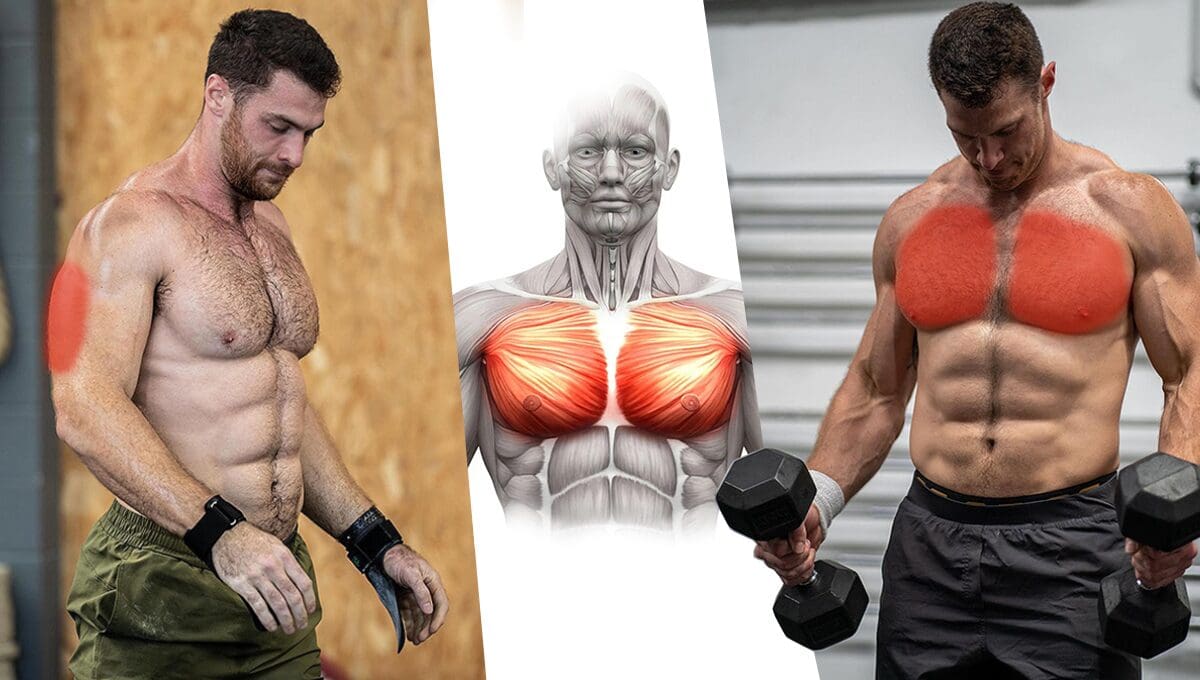 defined chest and shoulders - Playground