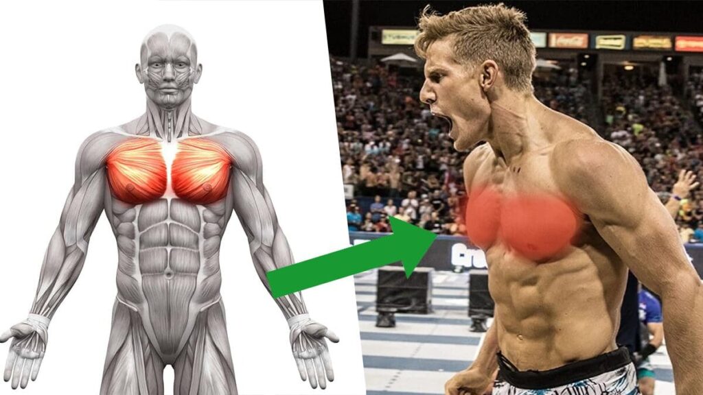 Build an Upper Chest with these Effective Exercises